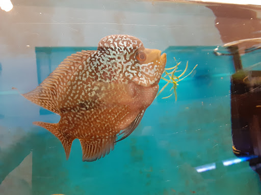 Pet Supply Store «Milwaukee Aquatics», reviews and photos, 3946 S Howell Ave, Milwaukee, WI 53207, USA