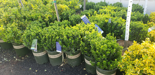 Garden Center «Westminster Nursery & Florist», reviews and photos, 30 Westminster Rd, West Hempstead, NY 11552, USA