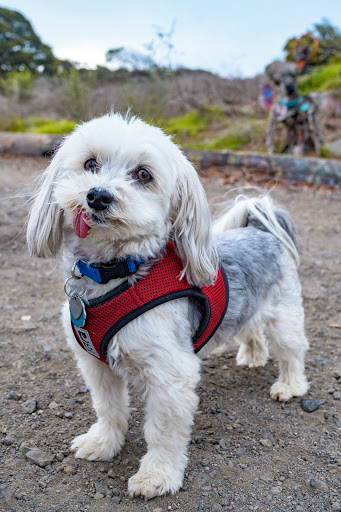 Travelers Pet Care image