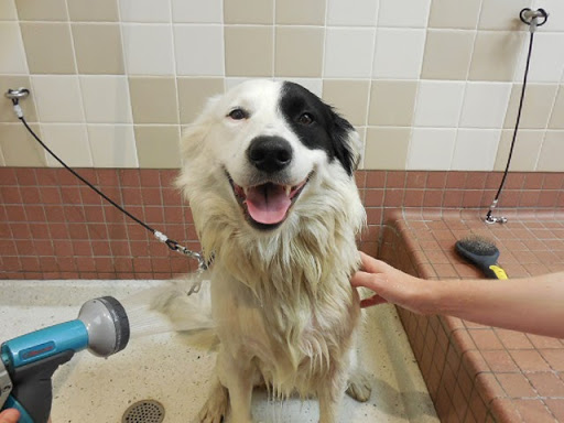 Pet Supply Store «Pet Food Express», reviews and photos, 990 El Camino Real, Belmont, CA 94002, USA