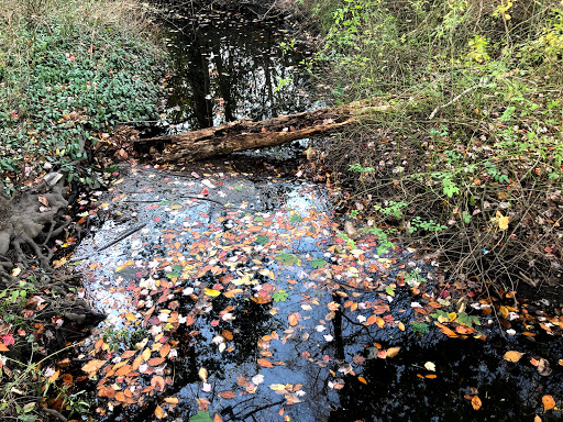 Nature Preserve «Brookside Preserve», reviews and photos, N Brookside Ave, Roosevelt, NY 11575, USA