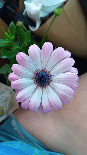 Home Improvement Store «The Home Depot», reviews and photos, 4181 Veterans Memorial Dr, Batavia, NY 14020, USA