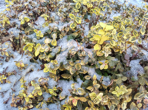 Park «Danehy Park», reviews and photos, 99 Sherman St, Cambridge, MA 02138, USA