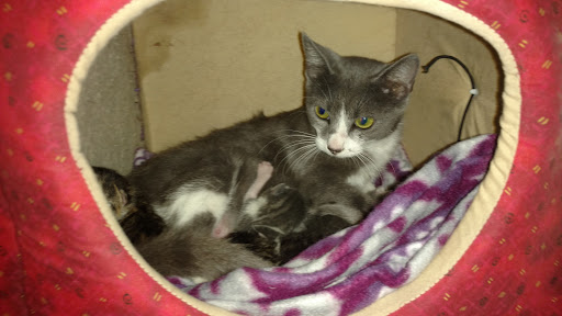 Pet Supply Store «Petco Animal Supplies», reviews and photos, 21348 Kuykendahl Rd, Spring, TX 77379, USA