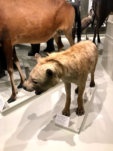 Natural History Museum «Harvard Museum of Natural History», reviews and photos, 26 Oxford St, Cambridge, MA 02138, USA