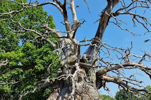 Rumskulla oak image
