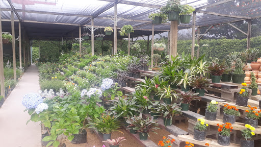 Plantas Tropicales