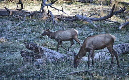Zoo «Lords Park Zoo», reviews and photos, 325 Hiawatha Dr, Elgin, IL 60120, USA