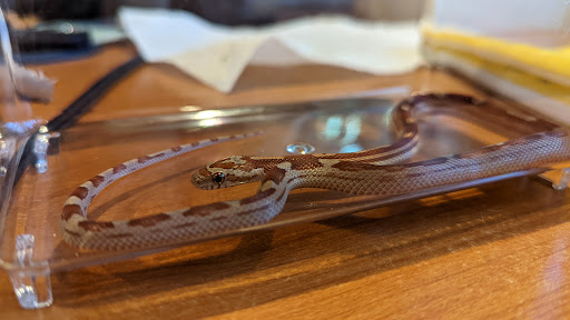 Pet Supply Store «Petco Animal Supplies», reviews and photos, 444 N Santa Cruz Ave, Los Gatos, CA 95030, USA