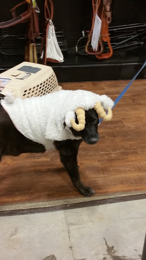 Department Store «Coastal Farm & Ranch», reviews and photos, 1355 Goldfish Farm Rd SE, Albany, OR 97322, USA