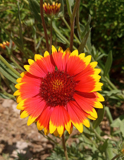 Red Bluff Recreation Area USFS image