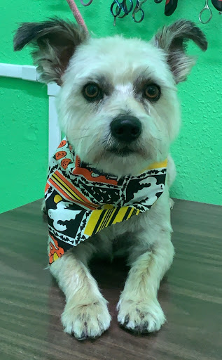 Pet Store «Peek-A-Dog Pet Grooming Adoptions», reviews and photos, 8452 State St, Lynwood, CA 90262, USA