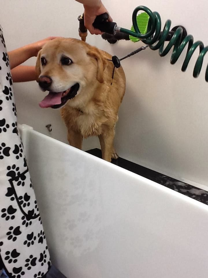 BarkleNShine Dog Wash and Grooming