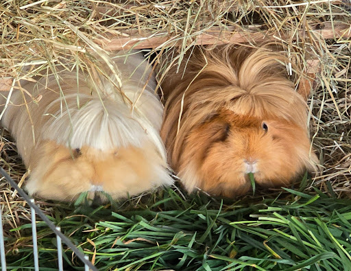 Prakt. Tierärztin Dr. Doris Bennewitz-Becker unter Freigericht, 
