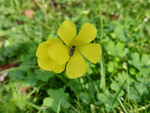 Disc Golf Course «Golden Gate Park Disc Golf Course», reviews and photos, 99 Marx Meadow Dr, San Francisco, CA 94121, USA