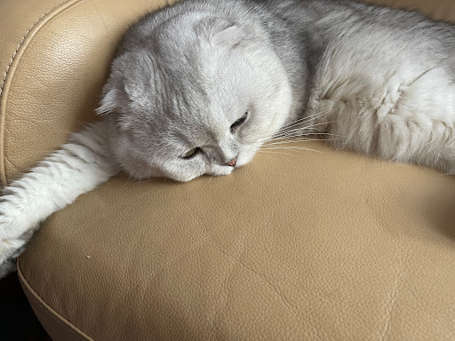 Photo of Magic Kittens Cattery