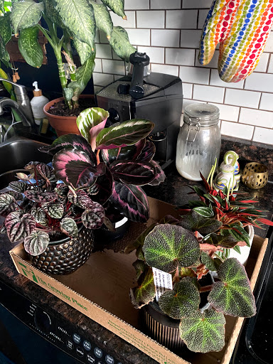 Florist «Pollen», reviews and photos, 2918 N Milwaukee Ave, Chicago, IL 60618, USA