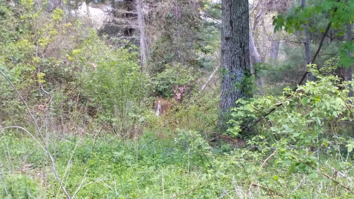 Park «Goodwill Park», reviews and photos, 416 Green St, Holliston, MA 02540, USA