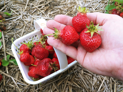 Richmond Nursery Strawberry Farm