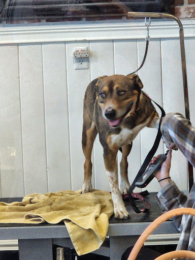 Pet Store «Market Street PET DEPOT», reviews and photos, 2979 S Market St, Gilbert, AZ 85295, USA