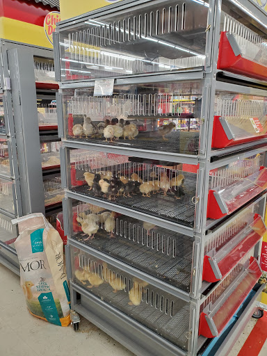 Home Improvement Store «Tractor Supply Co.», reviews and photos, 55 Crystal Ave #17a, Derry, NH 03038, USA