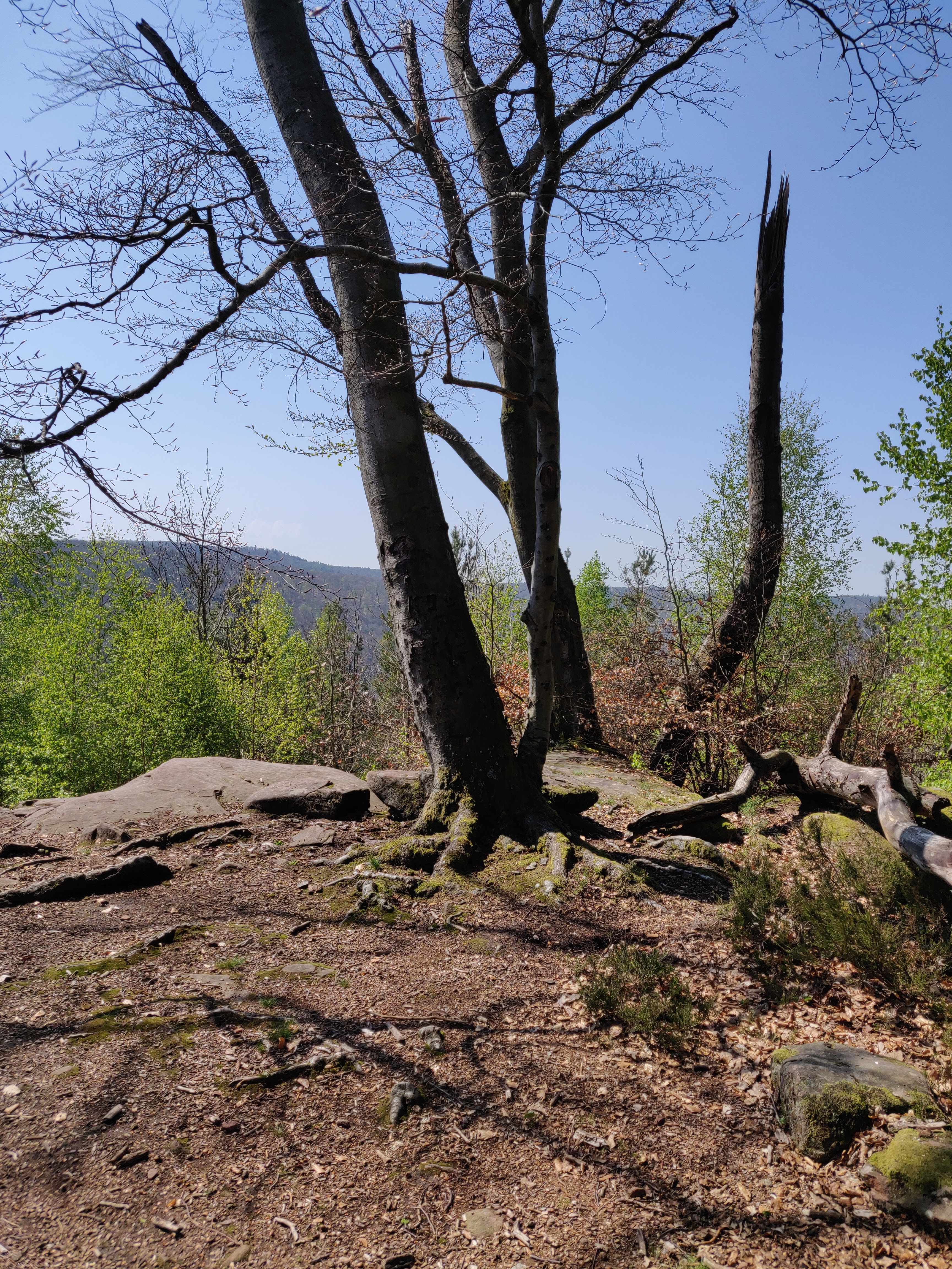 Photo n° 3 de l'avis de Felten.e fait le 19/04/2019 à 14:30
