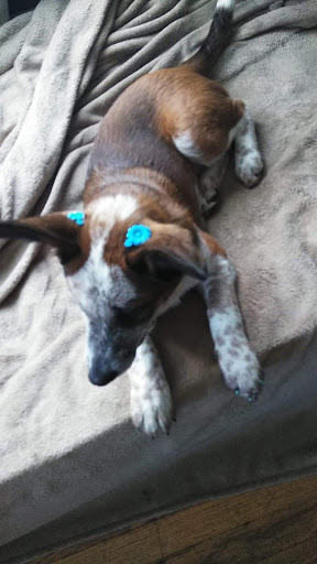 Pet Supply Store «Pet Supplies Plus», reviews and photos, 2202 S Bend Ave Suite 1, South Bend, IN 46635, USA