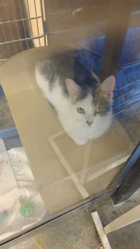 Pet Supply Store «PetSmart», reviews and photos, 8500 N Evanston Ave, Kansas City, MO 64157, USA