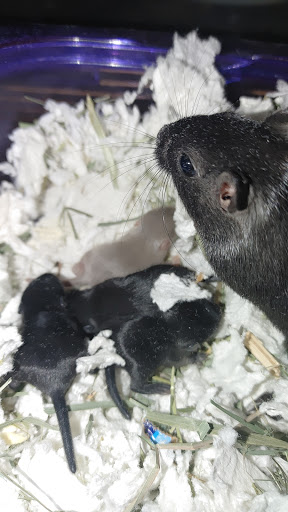 Pet Supply Store «Pet Supplies Plus», reviews and photos, 4024 Bethlehem Pike, Telford, PA 18969, USA