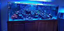 Shipwreck Cove Tropical Fish and Custom Aquariums - Photo 7 - Car repair in Encinitas, CA, Escondido