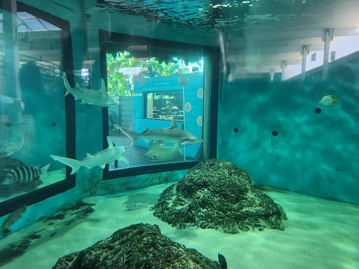 Aquarium «Mote Marine Laboratory & Aquarium», reviews and photos, 1600 Ken Thompson Pkwy, Sarasota, FL 34236, USA