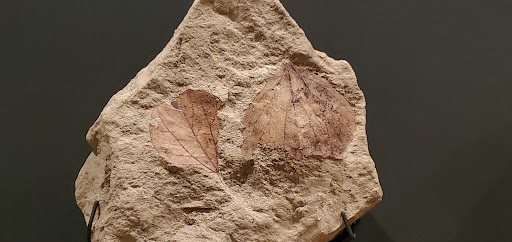 Science Museum «Museum of the Rockies», reviews and photos, 600 W Kagy Blvd, Bozeman, MT 59717, USA