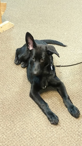 Pet Supply Store «Four Paws & Co», reviews and photos, 1225 Ken Pratt Blvd, Longmont, CO 80501, USA