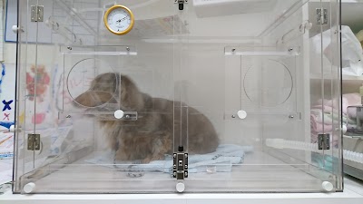 吉岡どうぶつ病院
