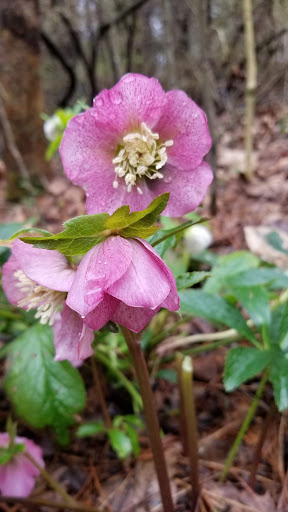 American Restaurant «Cracker Barrel Old Country Store», reviews and photos, 9214 Park W Blvd, Knoxville, TN 37923, USA