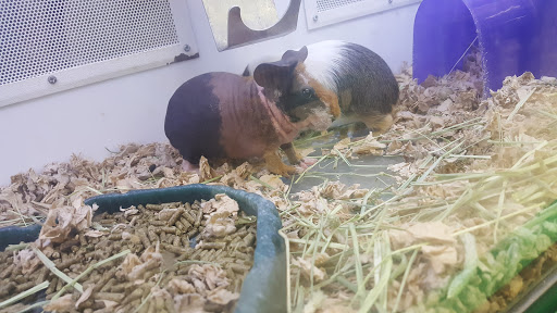 Pet Supply Store «Pet Supplies Plus», reviews and photos, 2575 NC-105 #100, Boone, NC 28607, USA