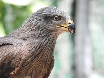 Centre de la Faune Sauvage à Millau