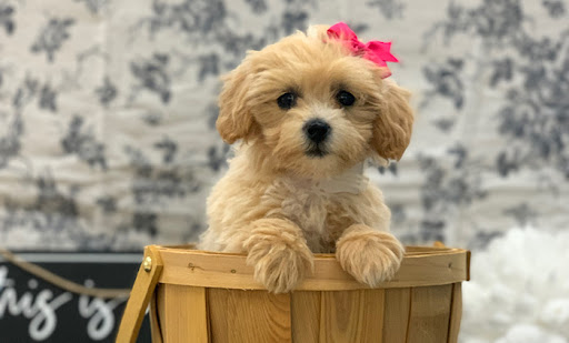 Pet Store «Happiness Is Pets», reviews and photos, 15 W Golf Rd, Arlington Heights, IL 60005, USA