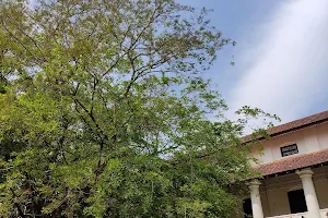 മാലാഖകുളം, മഹാരാജാസ് image