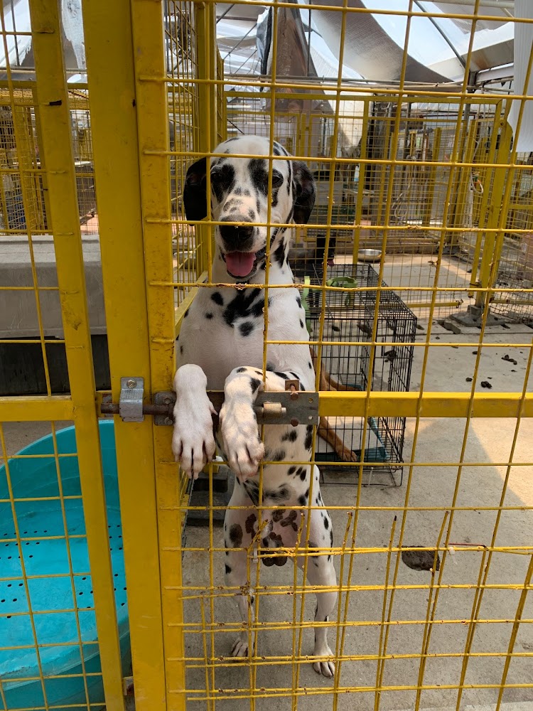 香港Kelly Animals Shelter評價,地址,電話,網站和介紹