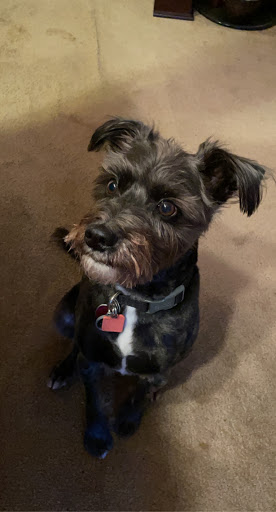 Pet Supply Store «PetSmart», reviews and photos, 4824 211th St, Matteson, IL 60443, USA