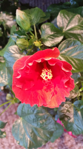 Grocery Store «Randalls», reviews and photos, 12312 Barker Cypress Rd, Cypress, TX 77429, USA