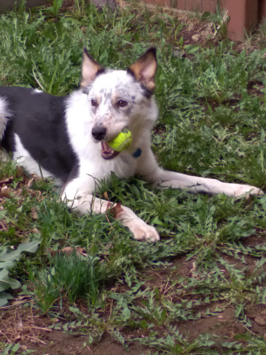 Pet Supply Store «PetSmart», reviews and photos, 3540 Youngfield St, Wheat Ridge, CO 80033, USA