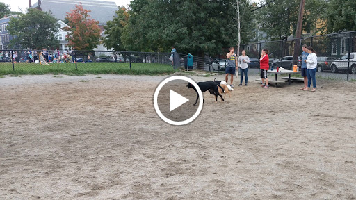 Park «Nunziato Field Dog Park», reviews and photos, Putnam St, Somerville, MA 02143, USA