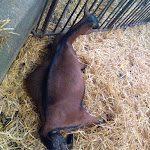 Photo n° 2 de l'avis de Julie. fait le 19/12/2017 à 06:54 pour Ferme du Port Aubry à Cosne-Cours-sur-Loire