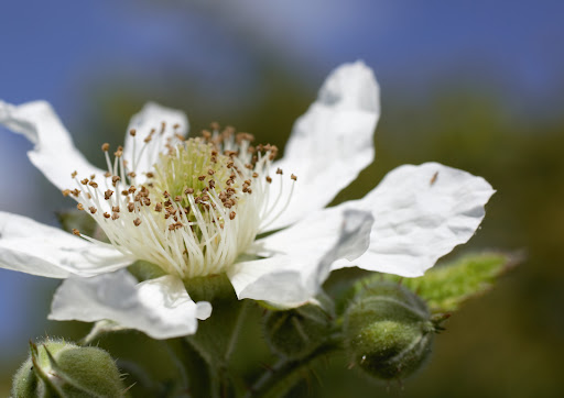 Produce Market «B&P Hitz Fruit Farm (Apples N Produce)», reviews and photos, 14070 Wilco Hwy NE, Woodburn, OR 97071, USA