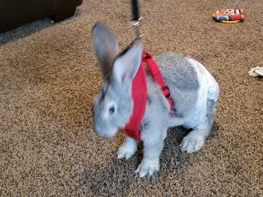 Home Improvement Store «Tractor Supply Co.», reviews and photos, 2028 N Locust Ave, Lawrenceburg, TN 38464, USA