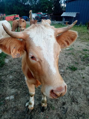 Yvan Noguès Agriculteur / Vente Directe à la Ferme à Ozon