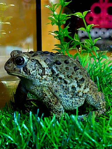 Pet Supply Store «PetSmart», reviews and photos, 1705 N Bechtle Ave, Springfield, OH 45504, USA