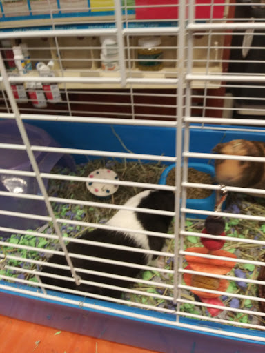 Pet Supply Store «PetSmart», reviews and photos, 5080 Riverside Dr #601, Macon, GA 31210, USA